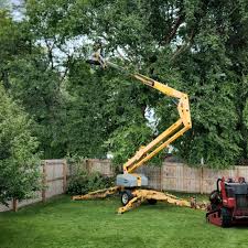 Best Tree Mulching  in Perham, MN