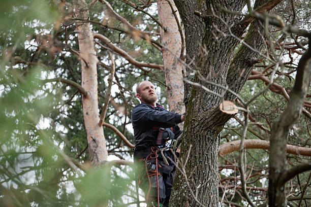 How Our Tree Care Process Works  in  Perham, MN